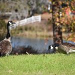 Geese at Red Gate