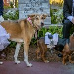 Pets in the Wedding YES