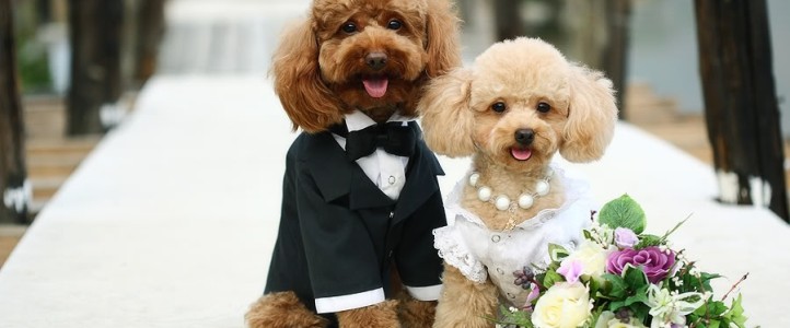 dogs_wedding-722x300