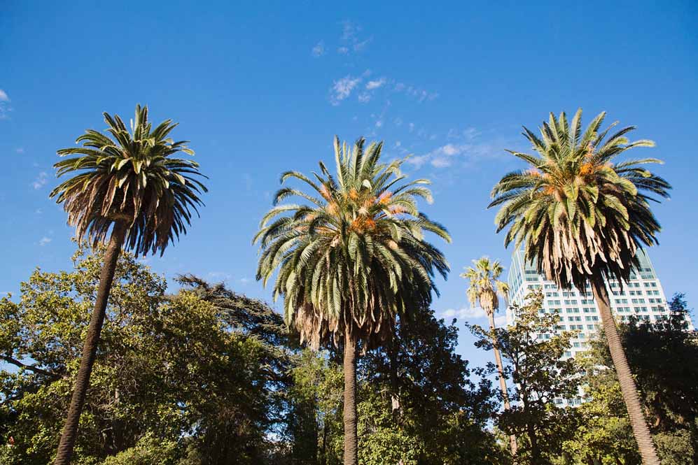 california gay wedding palm trees