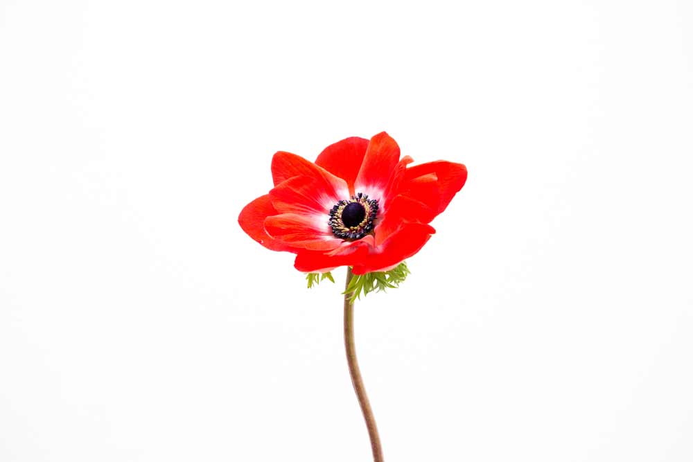 wedding-flowers-anemone-photo-credit-Lydia-Hudgens