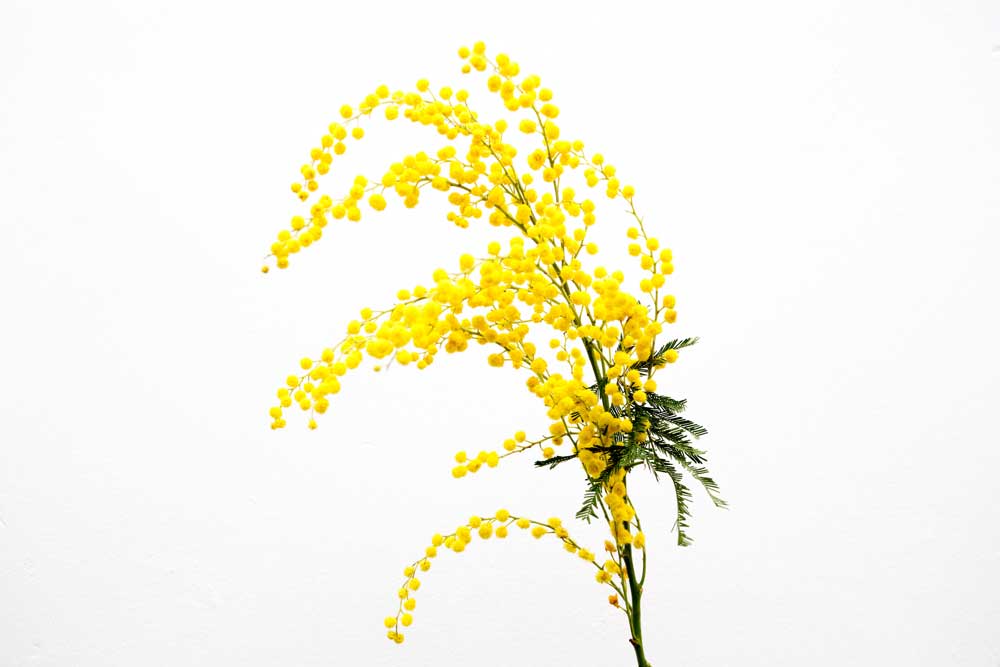 wedding flowers yellow mimosa photo by Lydia Hudgens