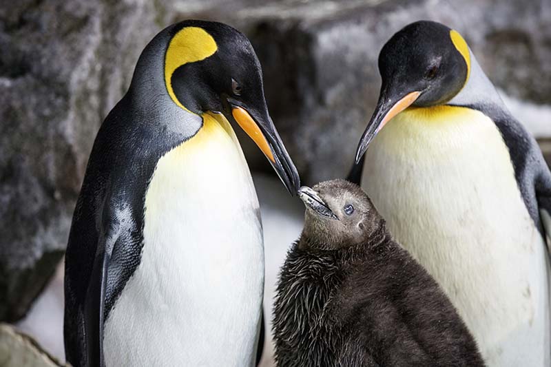 Same-sex penguins celebrate World Penguin Day with surrogate foster chick