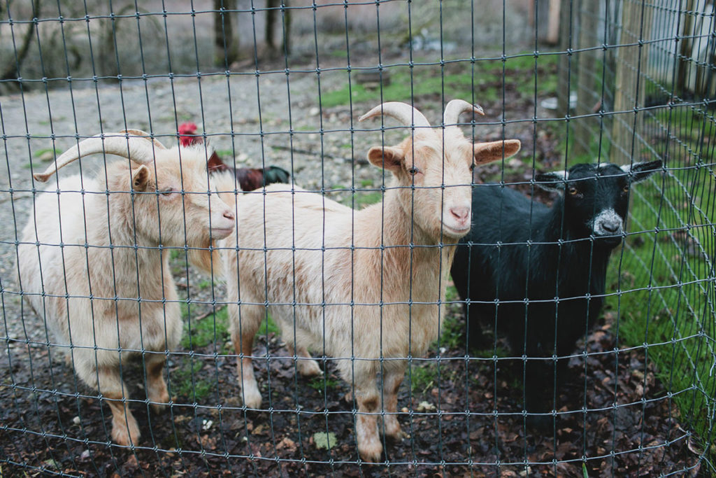 Purple greenhouse wedding with goats