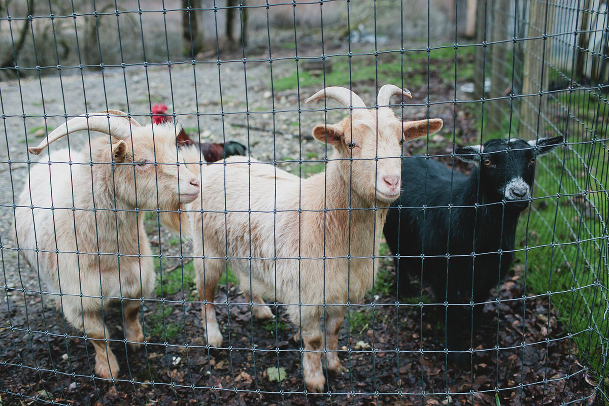 Purple greenhouse wedding with goats goats livestock