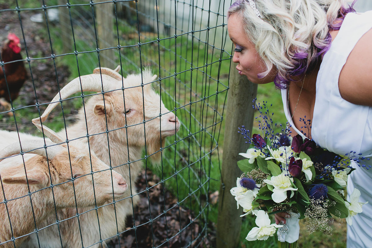 Purple greenhouse wedding with goats goats livestock