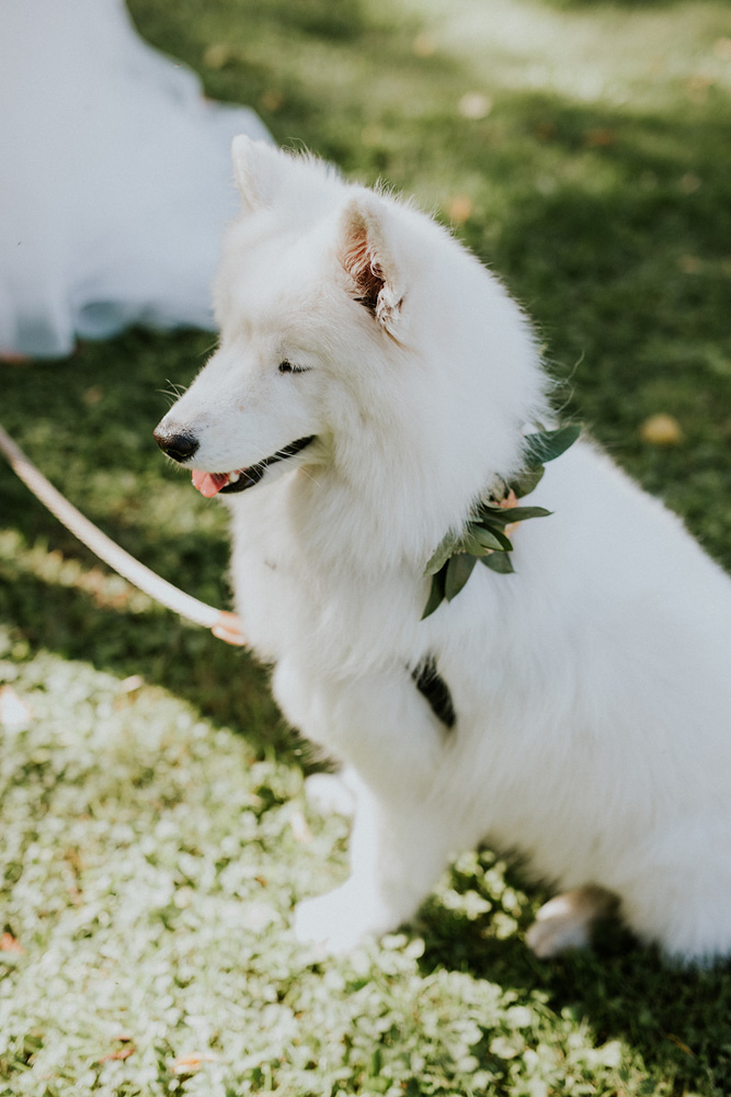LGBTQ wedding details Samoyed dog as ring bearer Equally Wed