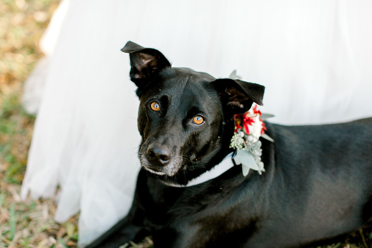 This travel-inspired hot air balloon elopement will seriously lift your heart black dog