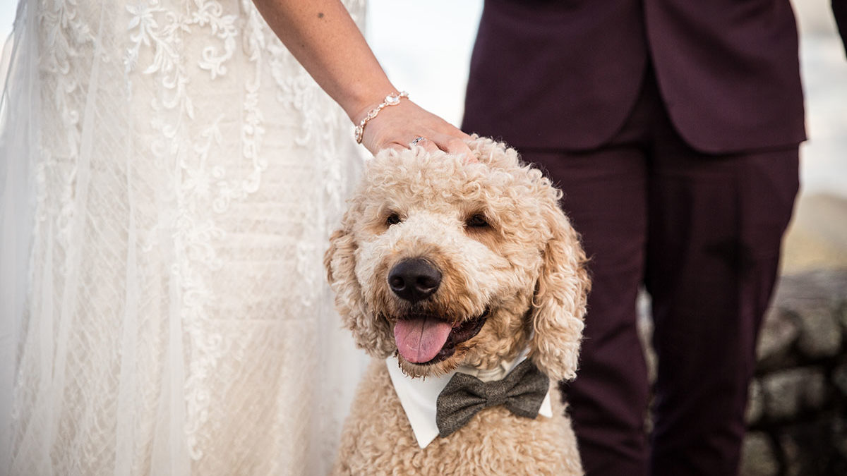 Puppy love: feel-good photos of dogs who stole the show at LGBTQ+ weddings