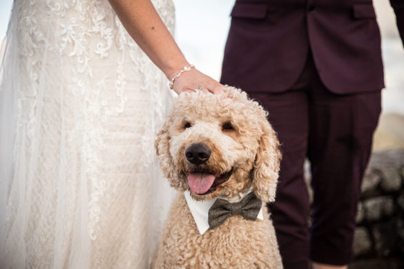Fall golden hour mountain elopement with dog attendants LGBTQ+ weddings mountaintop queer wedding same-sex wedding burgundy tux white lace dress intimate small dog puppy