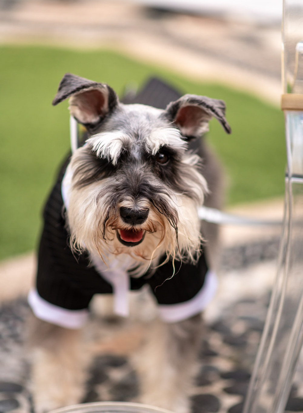 Angelina + Krista: Upscale glamorous lesbian wedding at the renowned Versace mansion in Miami Beach, Florida Suzanne Delawar Studios dog in tuxedo