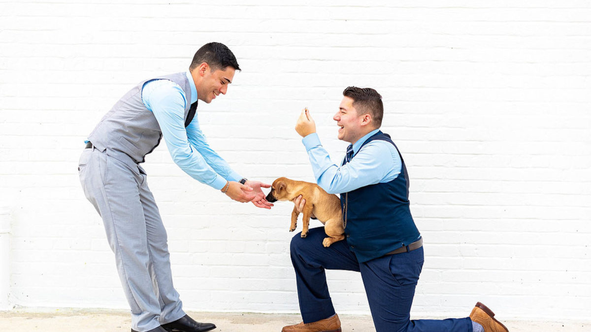 Puppy proposal inspiration with cake, champagne and blue color palette