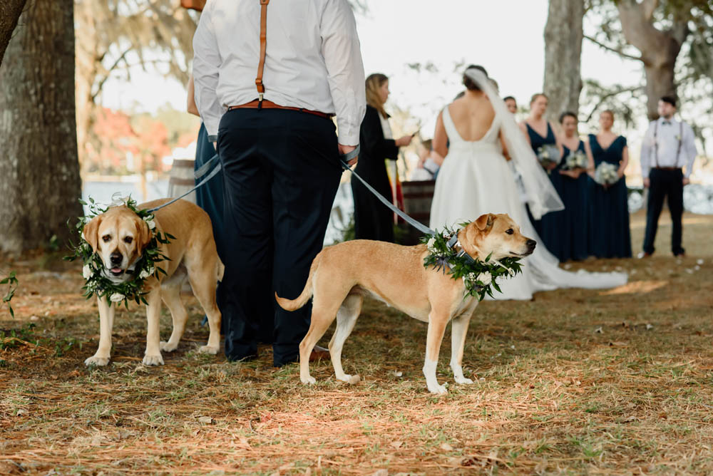 two dogs wearing floral garlands around their necks wait patiently while their moms marry each other