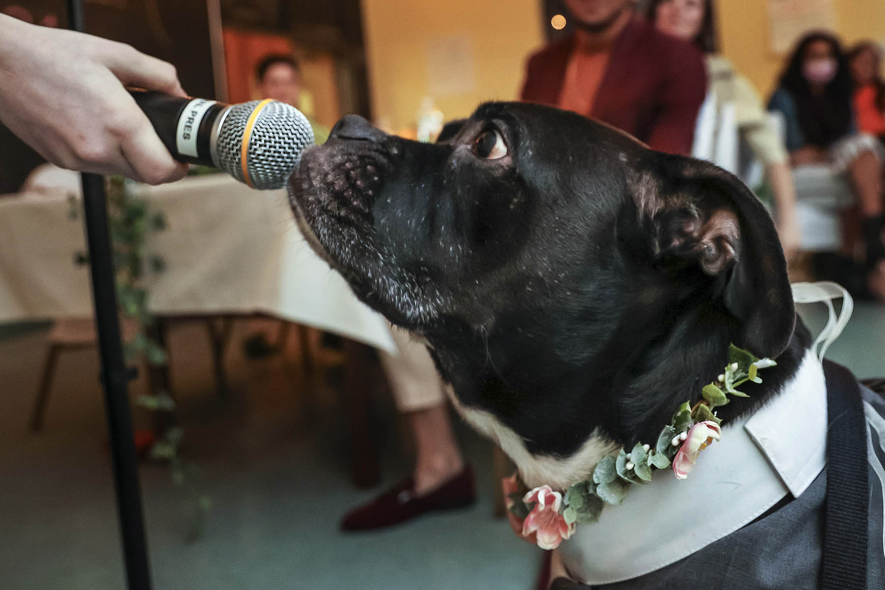 A black dog sniffs a microphone.