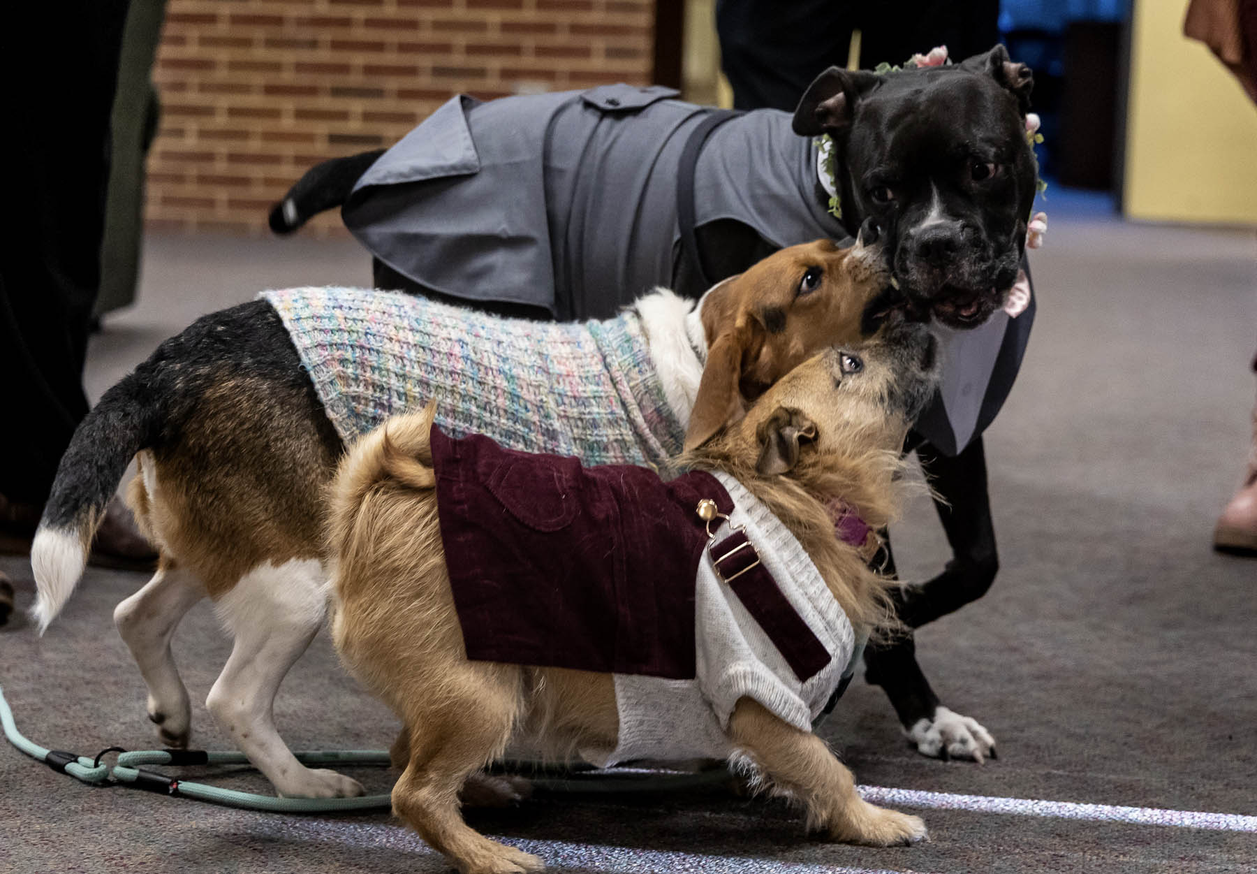 A group of three dogs in sweaters play.
