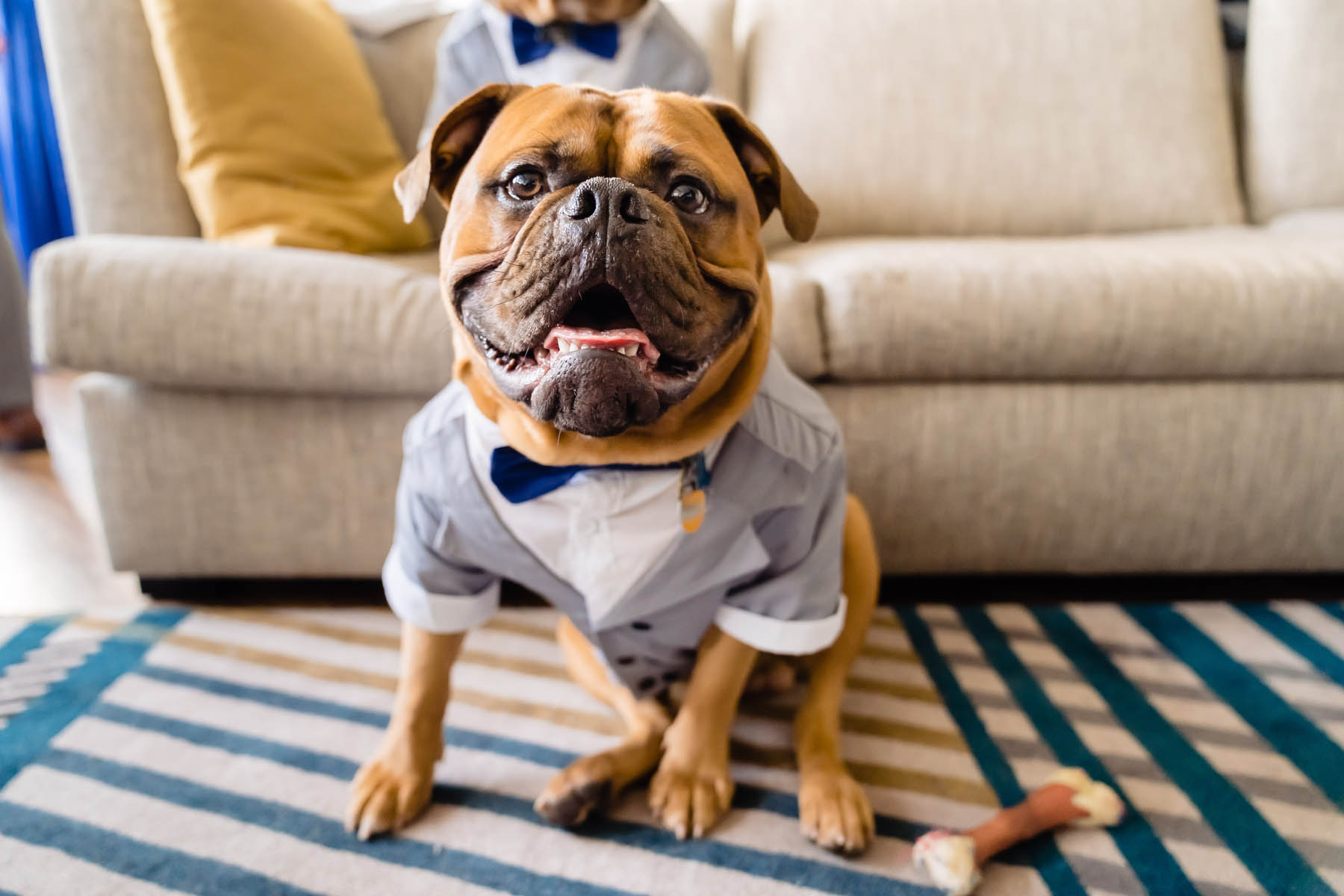 A bulldog in a fitted suit sits in front of a beige couch.