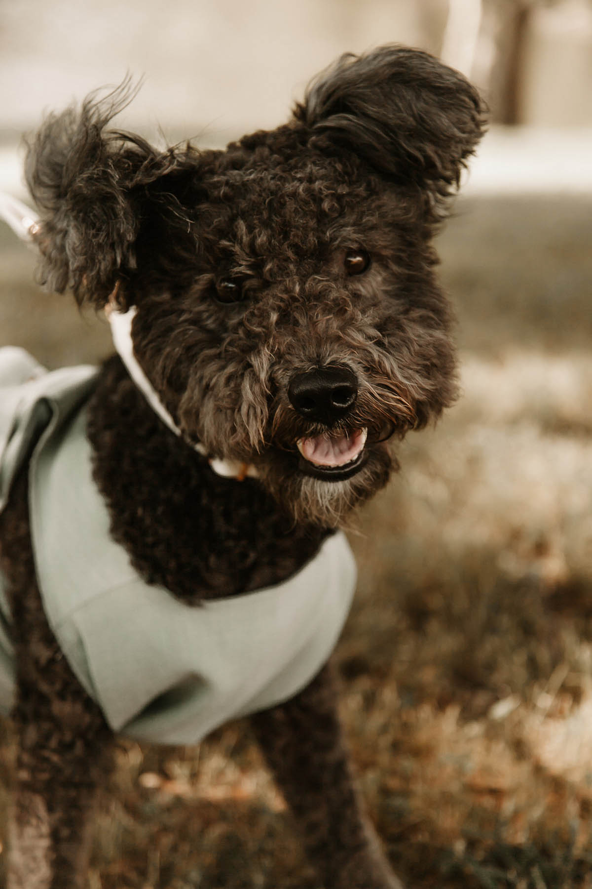 A fluffy black dog in a gray suit smiles for the camera