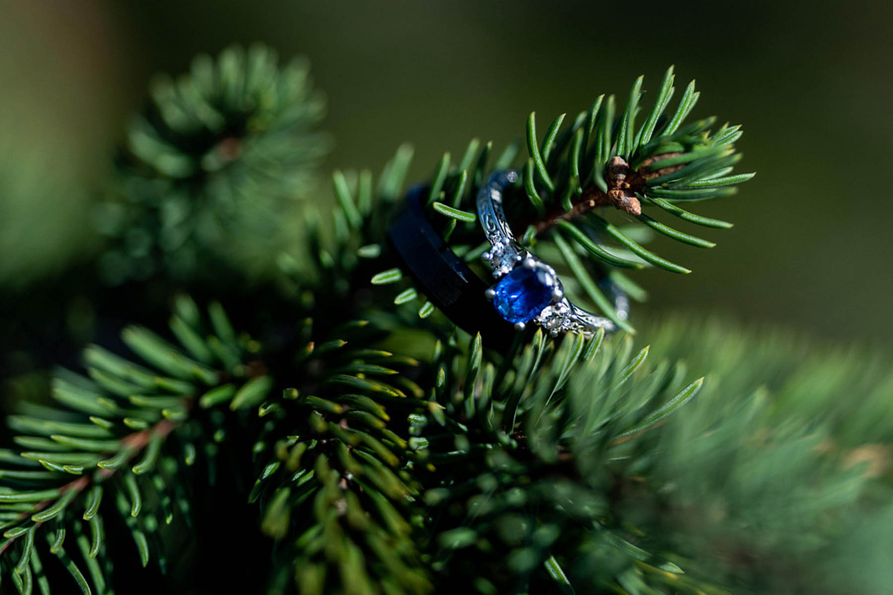 A sapphire ring sits on a branch of pine