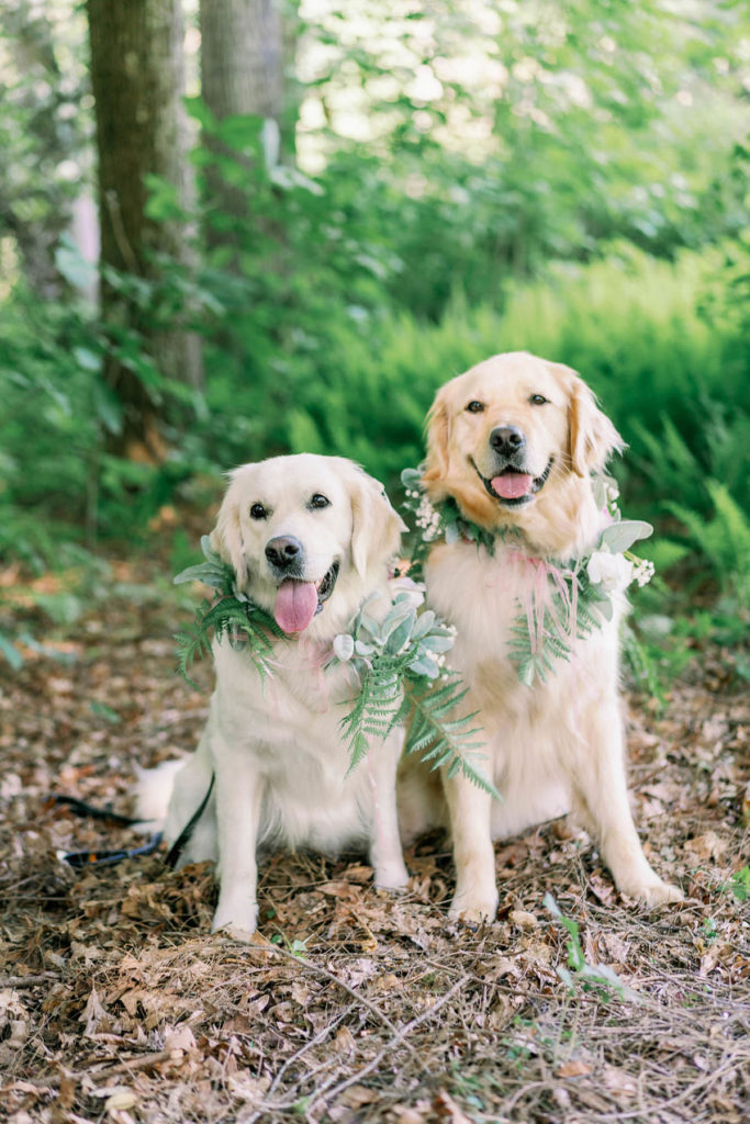 Two dogs with floral wreaths sit, facing the camera.