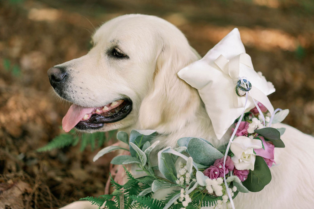 A golden retriever in a floral wreath carries a ring pilow and ring.