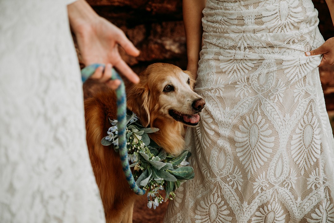 A dog with a floral wreath stands between two brides, smiling.
