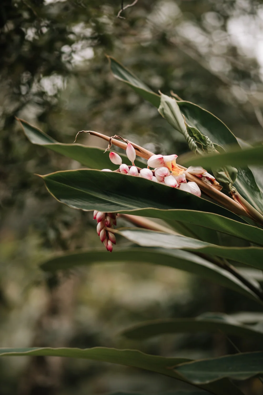 Pink ginger blossoms bloom amid lush tropical leaves at Pouso das Flores in Paraty, Brazil.