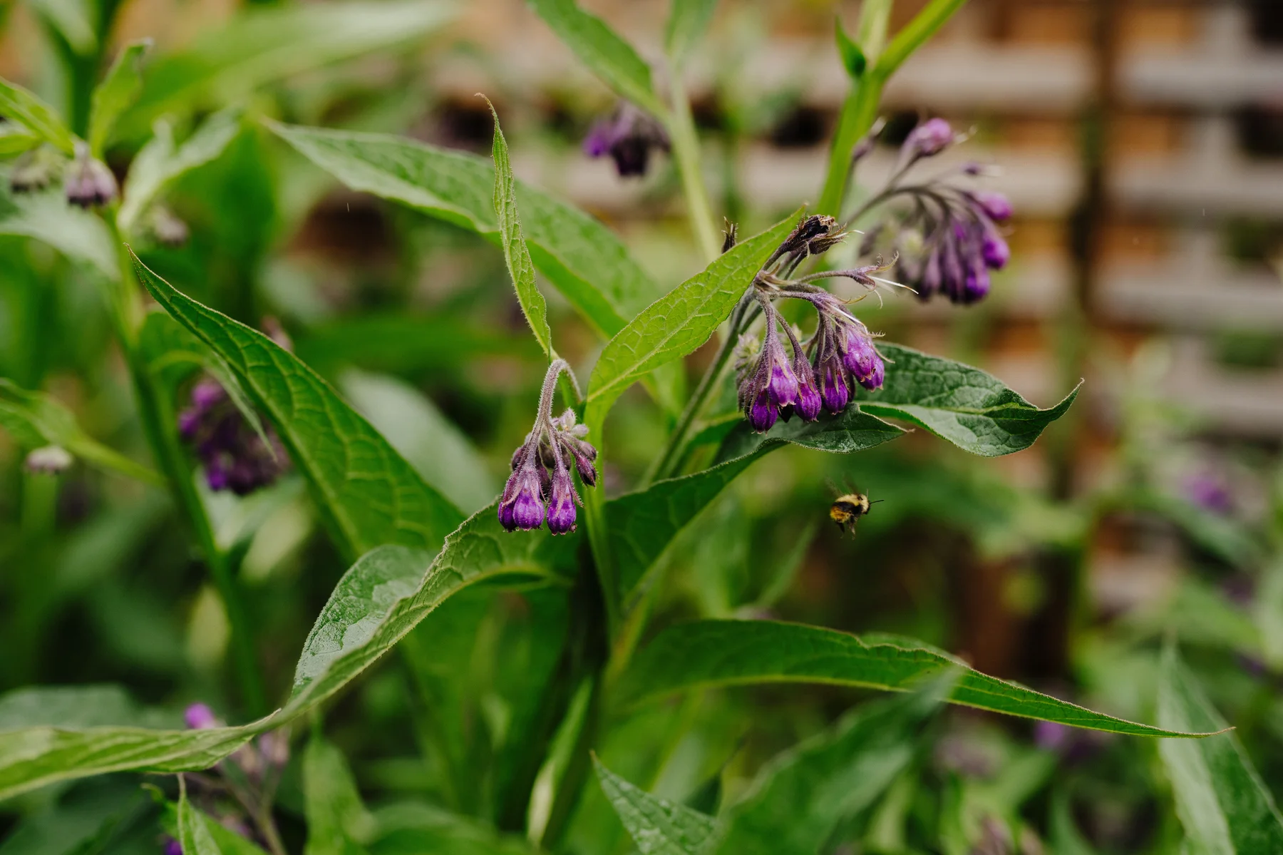 Purple comfrey flowers bloom near The Hillside Lodge & Chalets in Golden, BC, at Trent and Cameron Harris-McCoy's wedding.