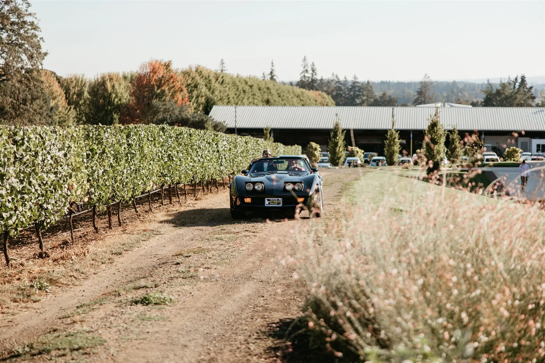A classic black convertible Corvette drives through vineyard rows at Stoller Family Estate in Dayton, OR.