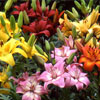 asiatic-lilies