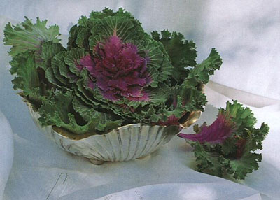 garden-party-ornamental-cabbage