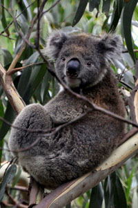 gay-honeymoons-australia-koala