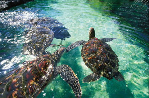 gay-honeymoons-hawaii-Sea-Turtles