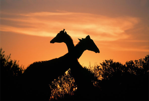 Giraffes at sunset on Naval Hill, Bloemfontein South Africa by Hein Von Hörsten